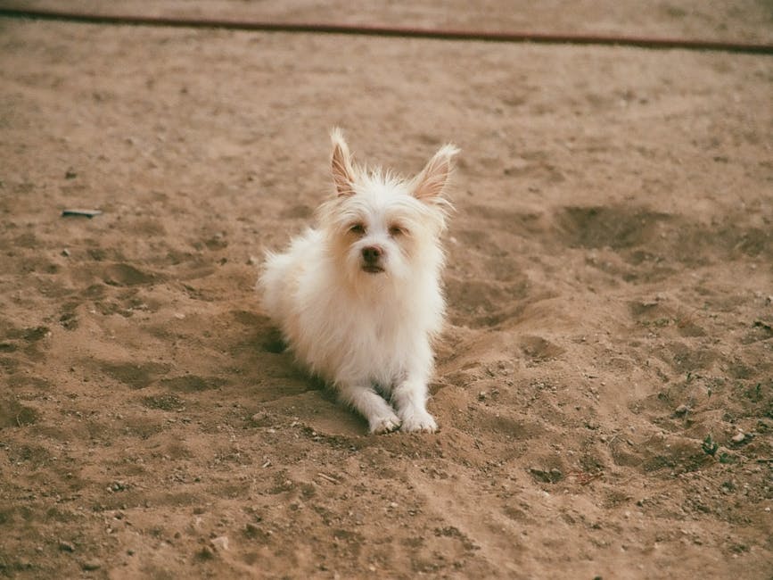 How To Choose The Right Pet: Cats Vs. Dogs pexels photo 30117930 6