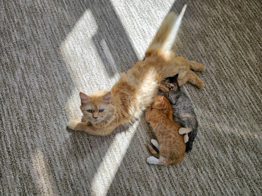 pexels photo 33464071