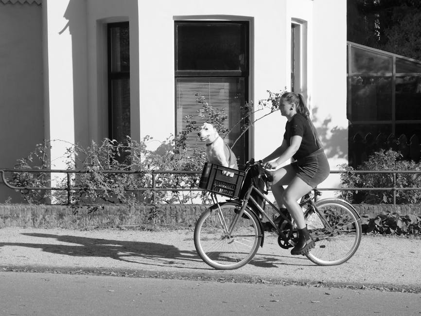 7 Purrfect Reasons Why Cats Are Awesome And 6 Pawsome Reasons Why Dogs Are Amazing pexels photo 33498591