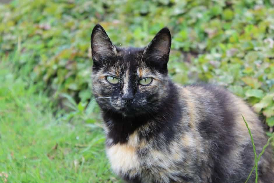 7 Surprising Differences Between Cats And Dogs (and Why It Matters) pexels photo 33557960