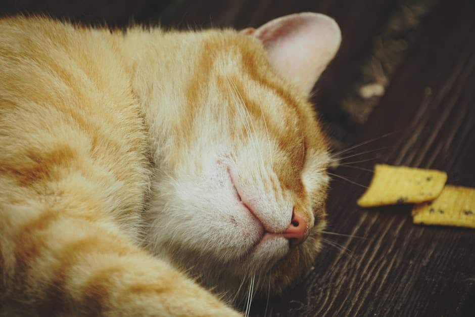 How To Choose Between A Cat And A Dog: A Comprehensive Guide pexels photo 33572545