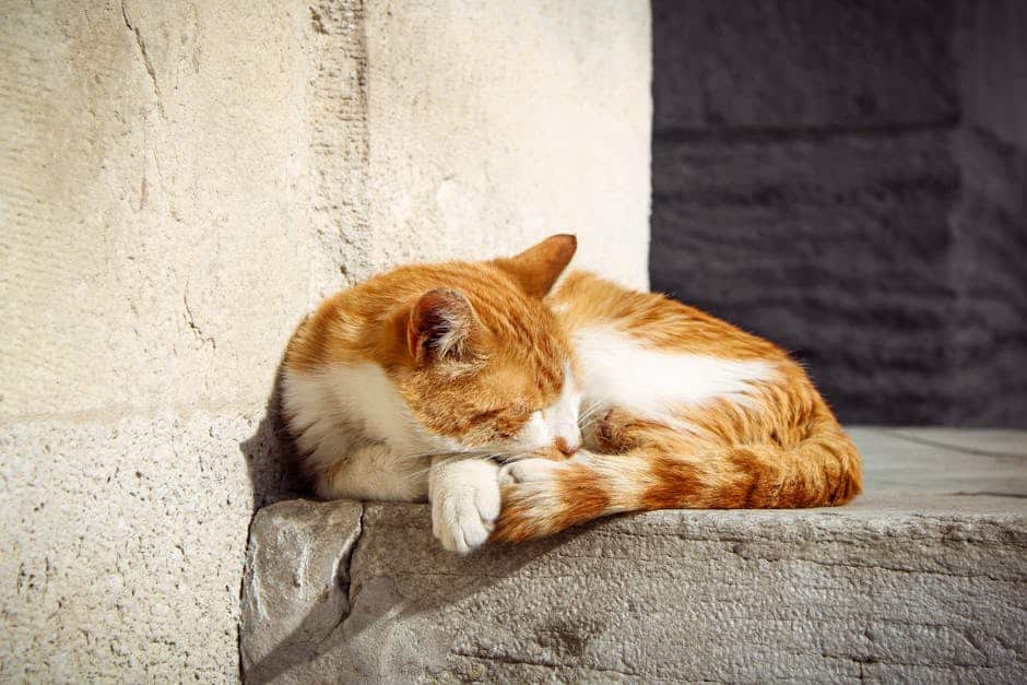 pexels photo 33638839