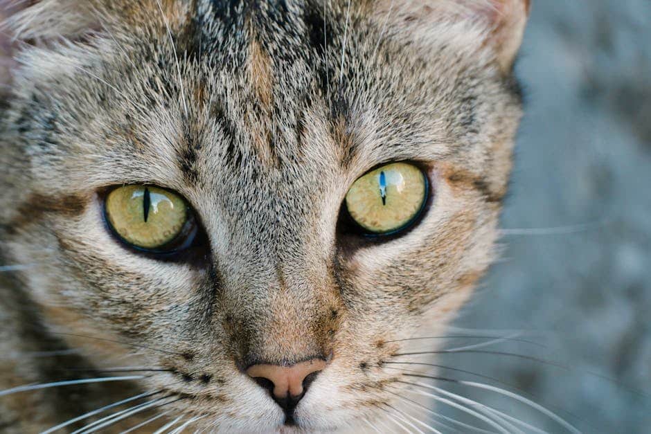 pexels photo 33676335