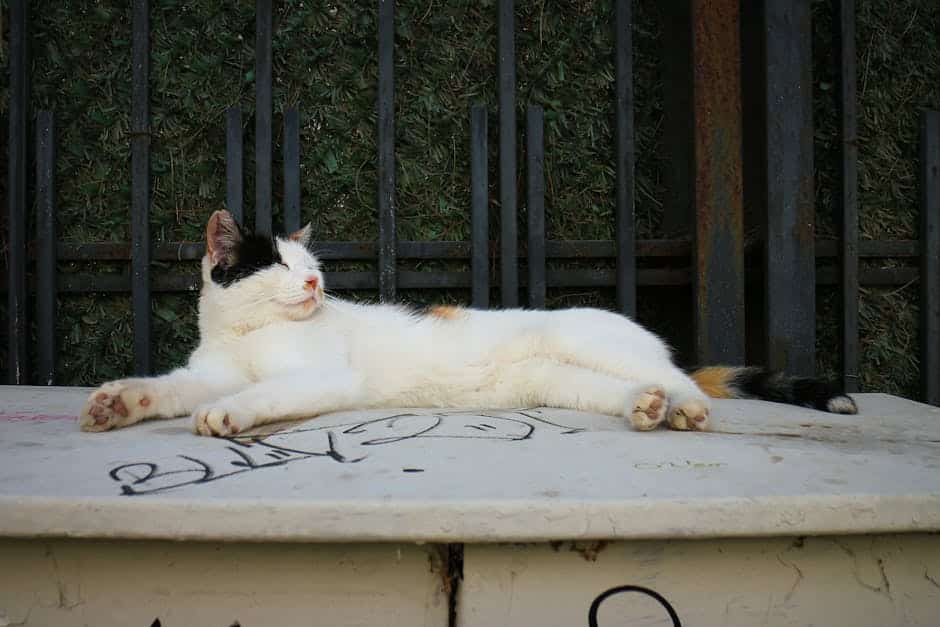 pexels photo 33683792