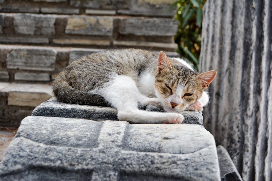 pexels photo 35133323