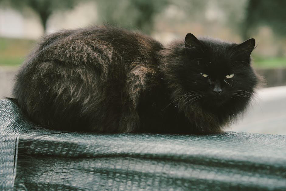 pexels photo 35134343 1