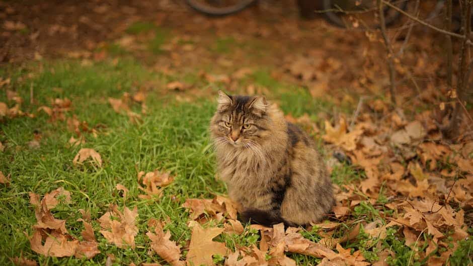 Who Let The Dogs Out... And Why Is There A Cat Napping On Its Head? pexels photo 35608953 1