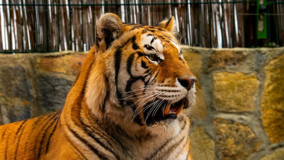 pexels photo 35609471 1