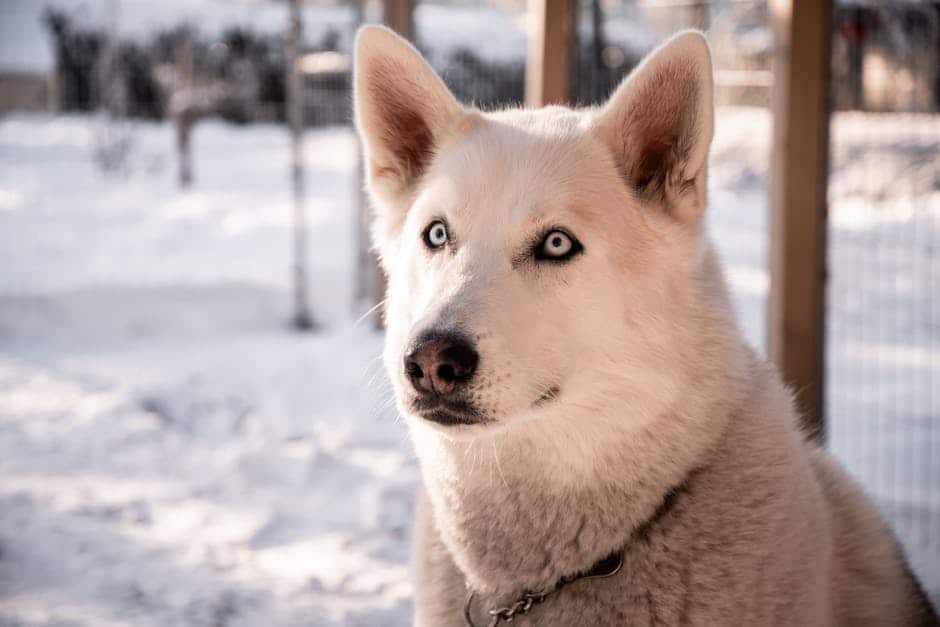 The Day My Mischievous Tabby, Whiskers, Decided To Nap Directly On Top Of Our Golden Retriever, Buddy, Completely Defying Every Cartoon Stereotype I&039;d Ever Seen, Was The Day My Understanding Of Interspecies Friendship Forever Changed. pexels photo 35610673 2