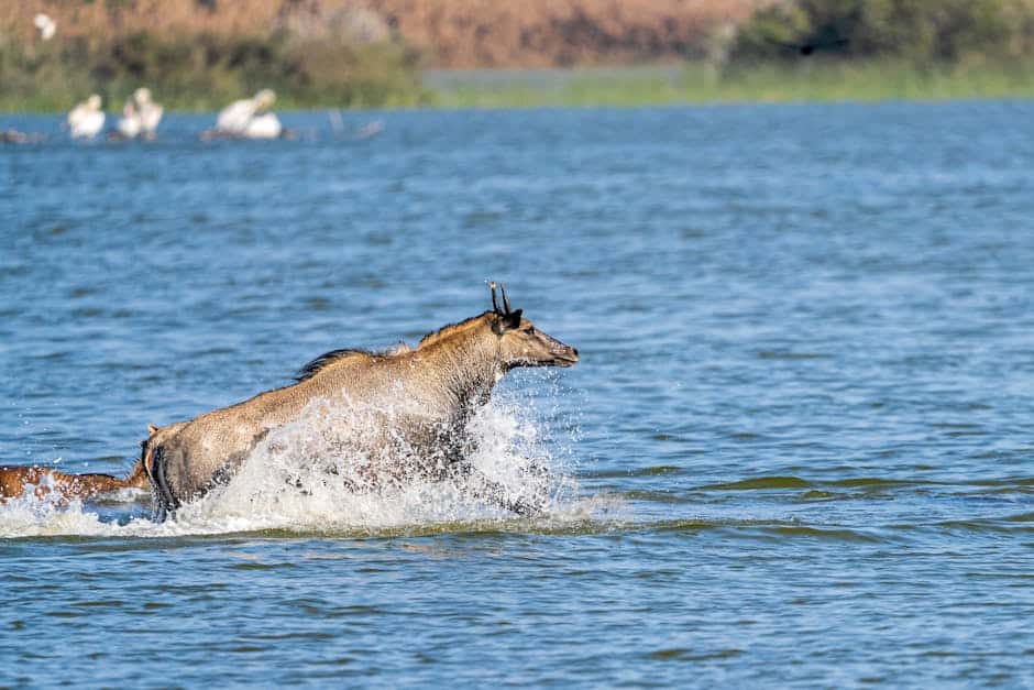 How To Foster Harmony And Understanding Between Your Cats And Dogs pexels photo 35589594