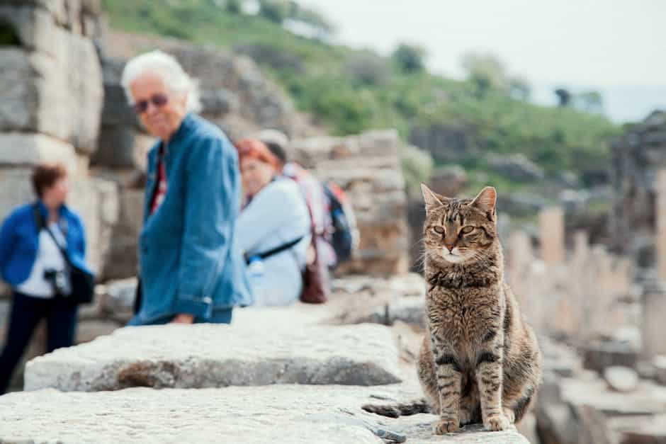 pexels photo 35602825