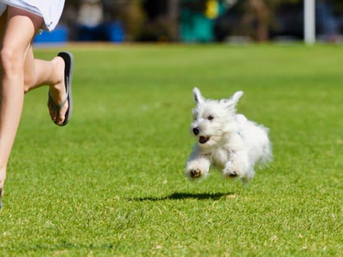 are dogs faster than humans