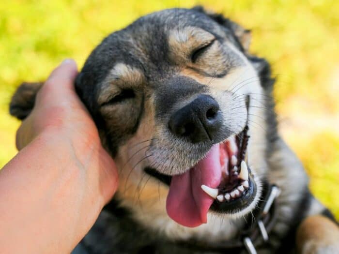 are dogs ticklish understanding the science behind ticklish dogs