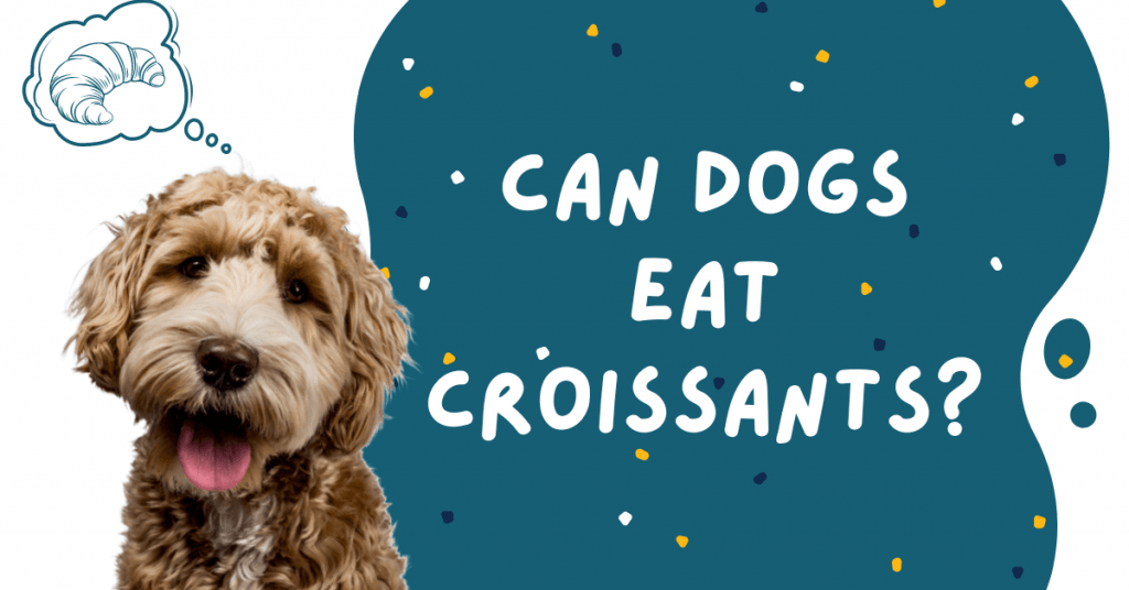 can dogs eat croissants the truth about feeding your dog pastry treats