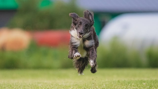excellent tips for anyone training a dog 2
