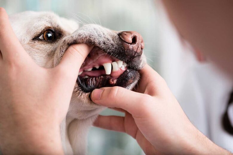 how to care for your old dogs teeth to prevent them from rotting