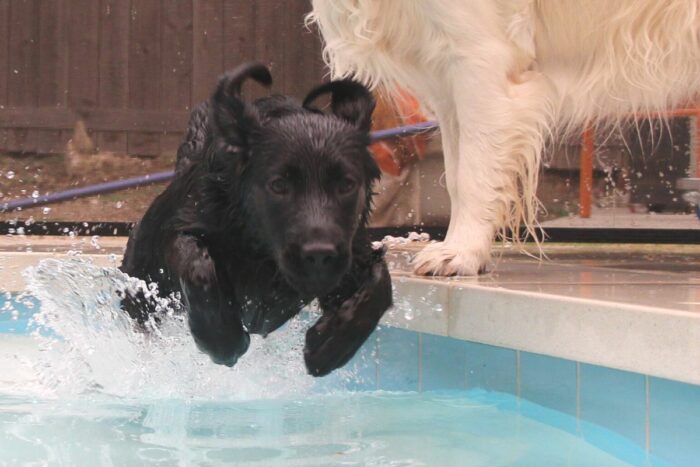 how to teach your puppy to swim a step by step guide