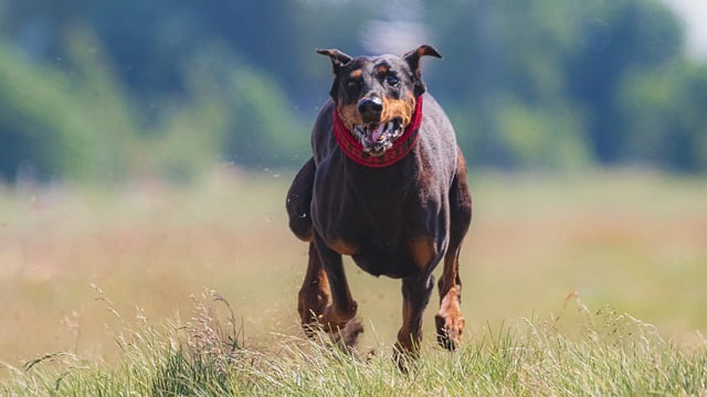 how to break bad habits in your canine with training 1