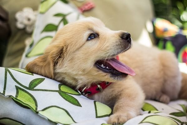 national golden retriever day is here unleash the joy and celebrate in 2023