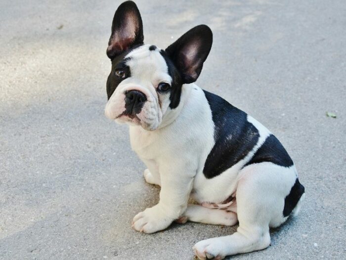 so you want a french bulldog