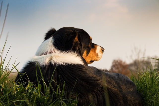 train your pooch with some simple guidelines