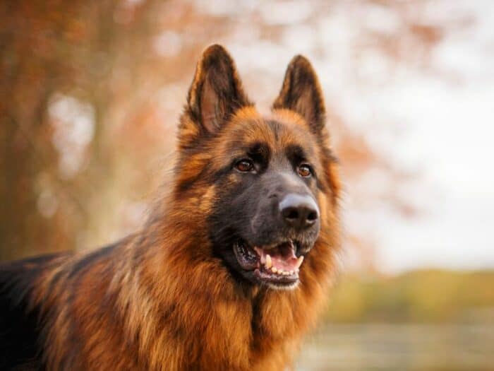 what is a long haired german shepherd breed basics 101