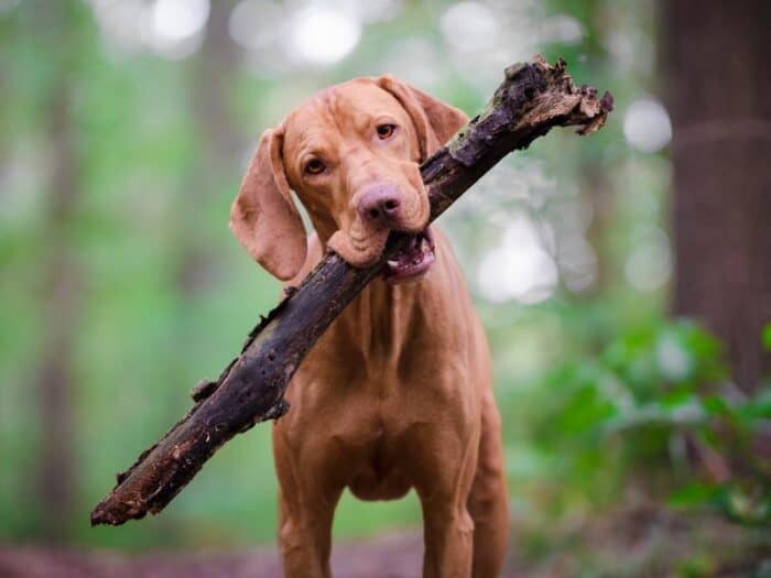 what is a vizsla the perfect pup for active peeps