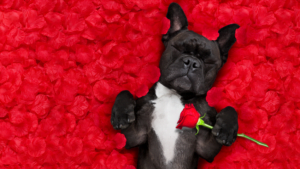 a dog behavior specialist in kansas city explains 4 reasons why you should never give a puppy as a valentines day gift