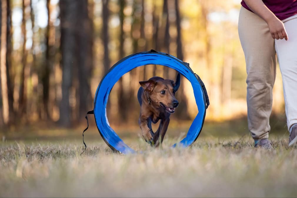 benefits of dog agility training