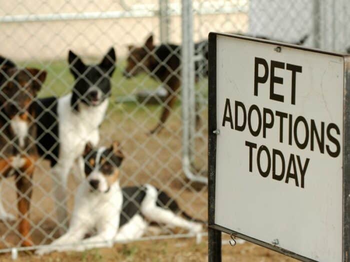 dogs for adoption in newfoundland and labrador
