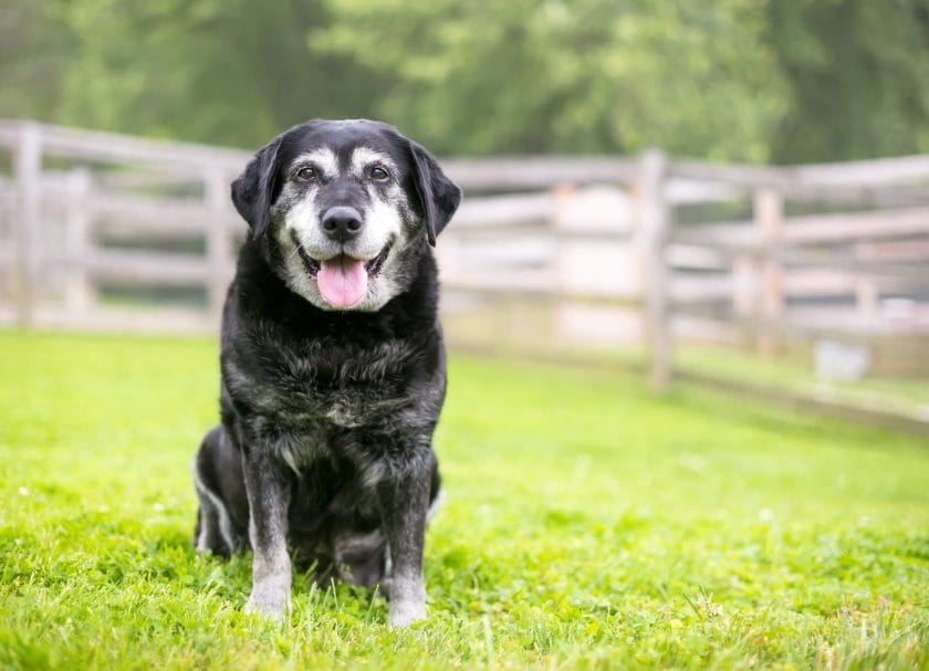 exercising senior dogs