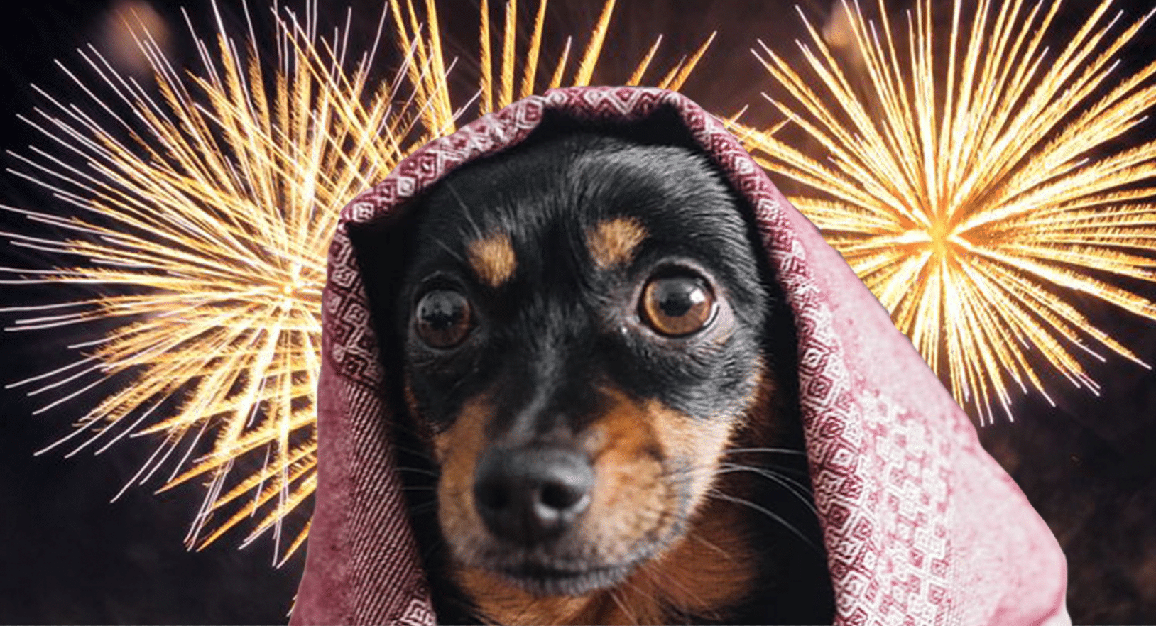 how to prepare your pets for the fourth of july fireworks