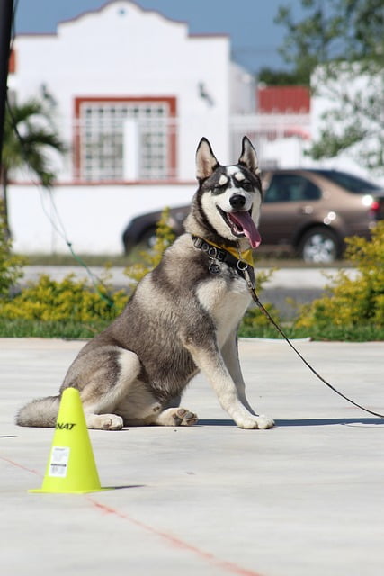 keep your dog in line with these great training tips 2