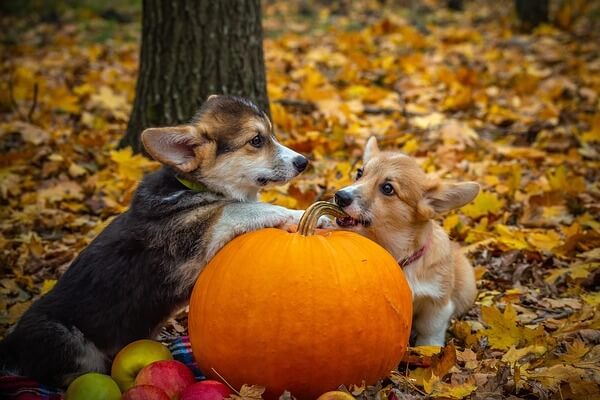 national welsh corgi day celebrate the most loveable pups on the planet