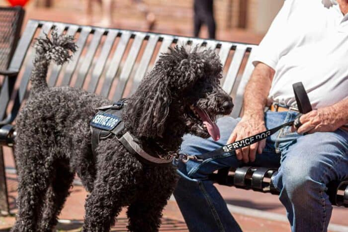 psychiatric service dogs all you need to know
