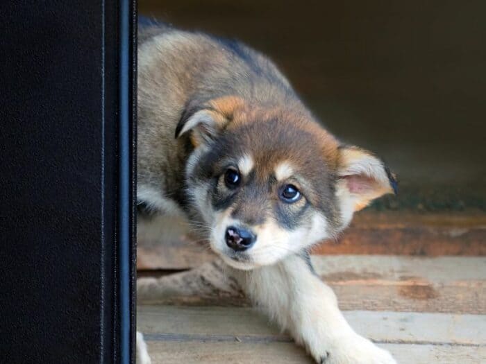 puppy fear periods why your puppy suddenly is afraid
