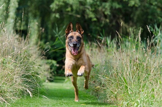 train your dog to behave in all circumstances