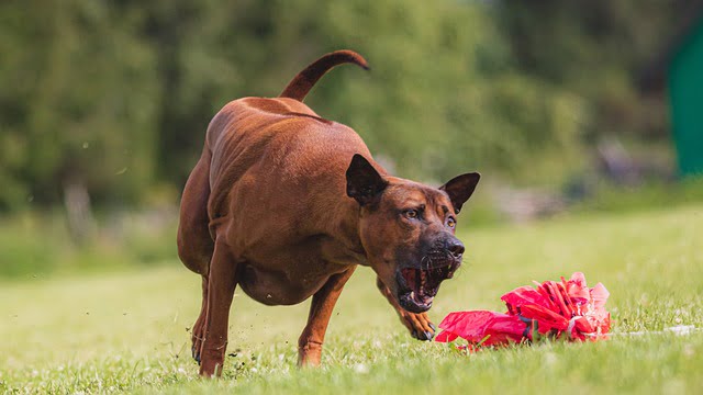 trouble with your dog try simple training techniques
