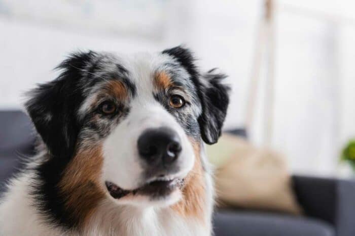 what can i expect from an australian shepherd husky
