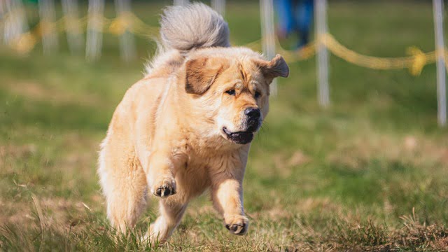 you will not believe how easy it is to train your dog when you follow these tips