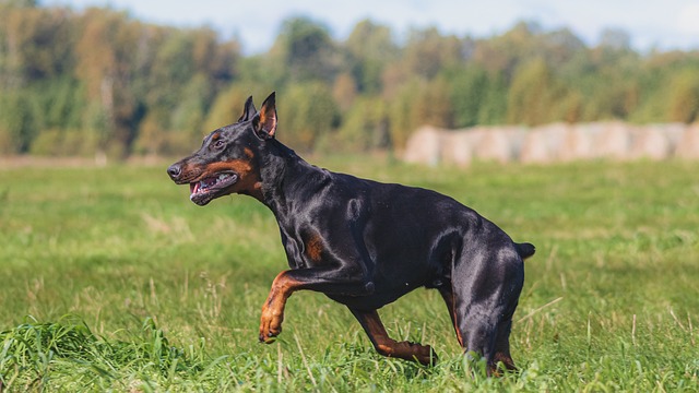 a few key tips to help train your dog