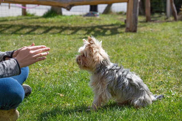 canine training can be easy with these tips