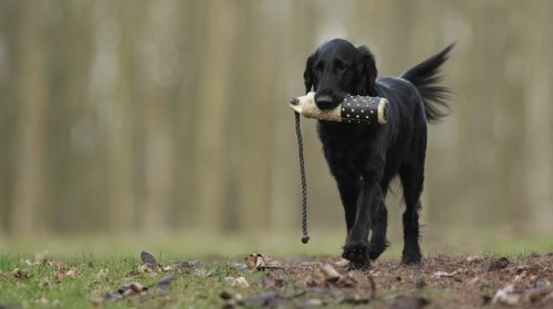 dog training basics for any family