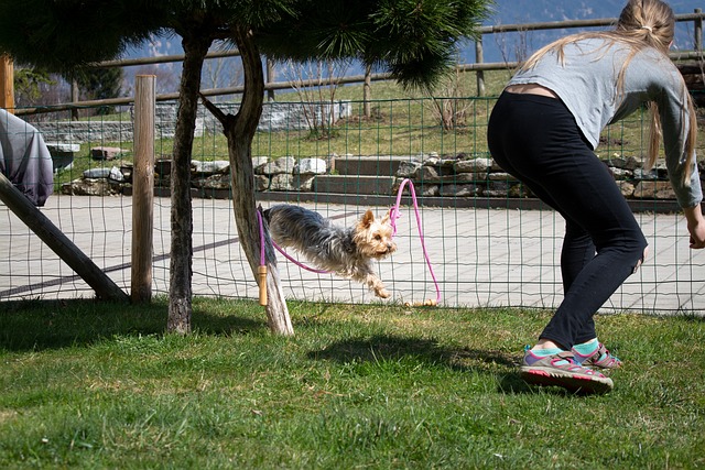 dog training made easy using these tips 1