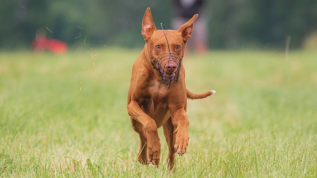 dog training made easy using these tips