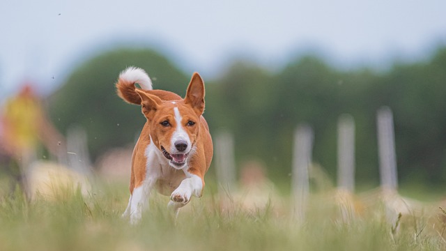 how to get the most out of your dog while training