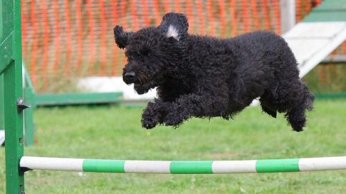 training your dog can be easy with these tips