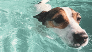 a dog behavioral specialist in shawnee 7 benefits of teaching your dog to swim