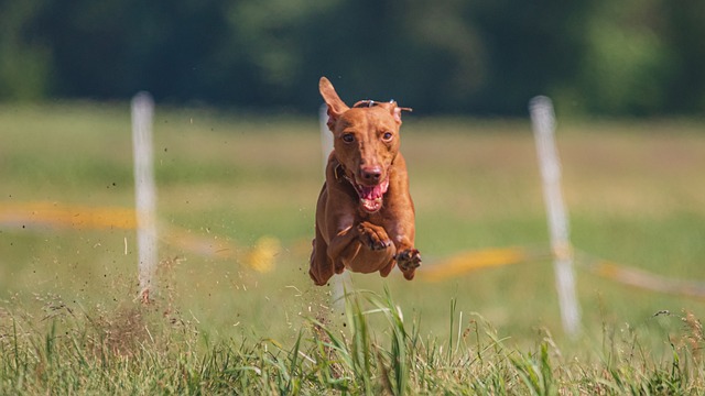 cool tips for successful dog training