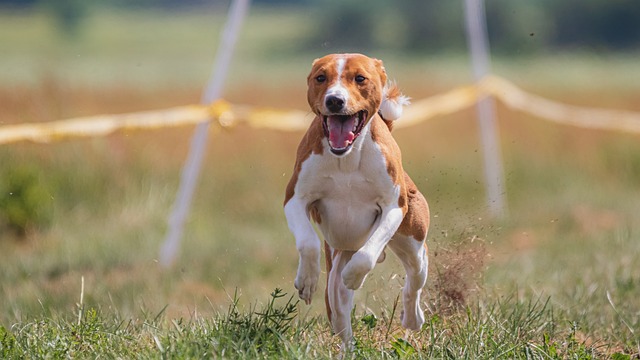 great advice and tips for training your dog